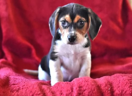  adorabili cuccioli beagle femminucce e maschietti disponibili