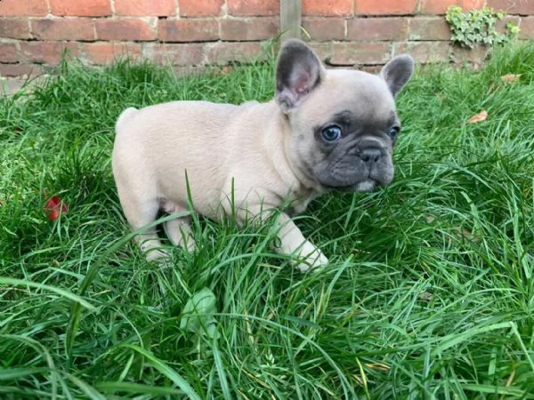  regalo cuccioli di bulldog frances