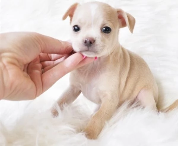  cuccioli di chihuahua  femminucce e maschietti disponibili per l'adozione gratuita i cuccioli sono
