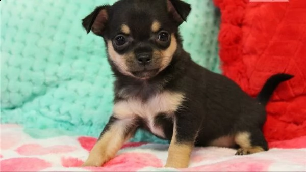  regalo adorabili cuccioli  chihuahua femminucce e maschietti