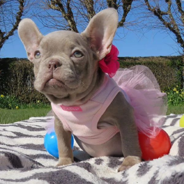  regalo cuccioli di bulldog frances