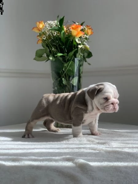  regalo bulldog cuccioli disponible