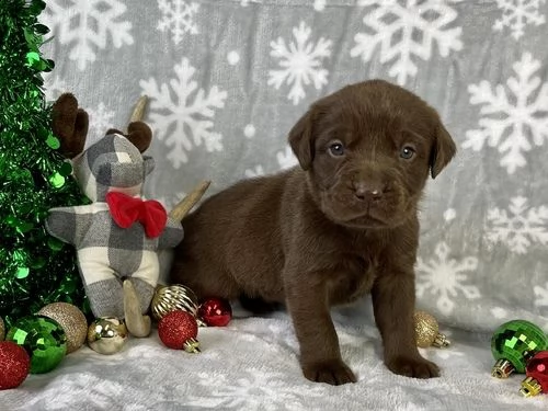 regalo bello labrador  cuccioli maschi e femmine .