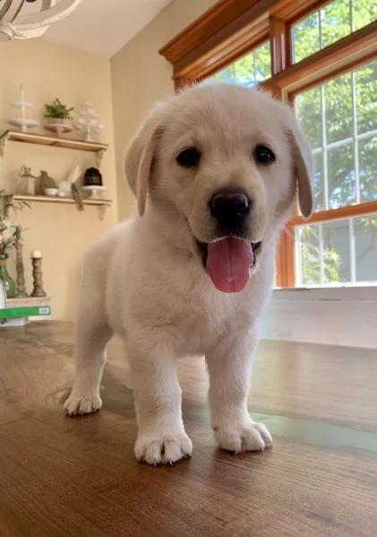 regalo bellissimi cuccioli di labrador .