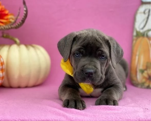  adorabili cuccioli  cane corso femminucce e maschietti disponibili