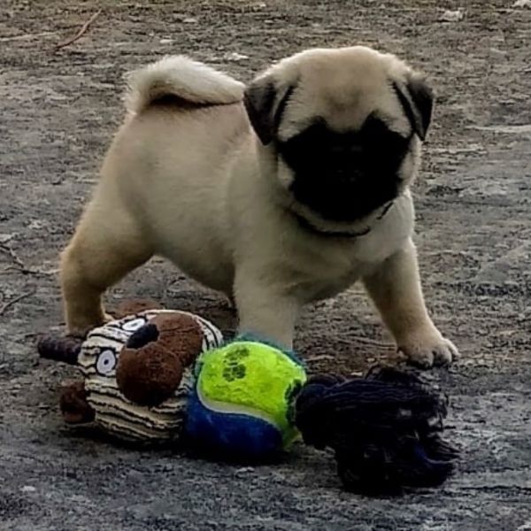 disponibili regalo carlino | Foto 0