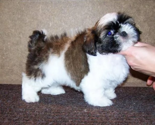    regalo shih-tzu  toy
