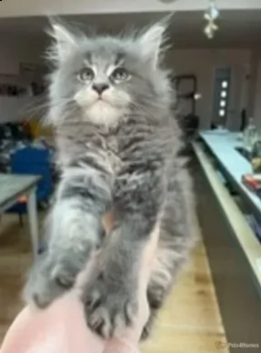 adozione maine coon maschi che femmine | Foto 1