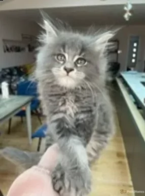 adozione maine coon maschi che femmine