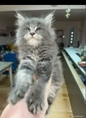 adozione maine coon maschi che femmine | Foto 0