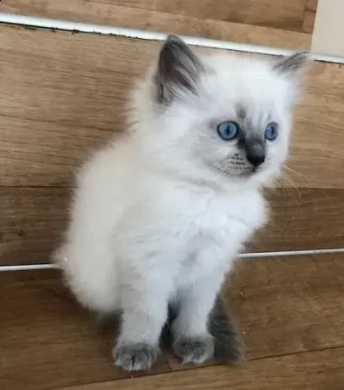 adozione di gattini ragdoll di 3 mesi
