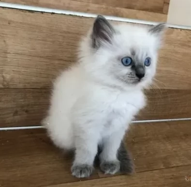adozione di gattini ragdoll di 3 mesi | Foto 0