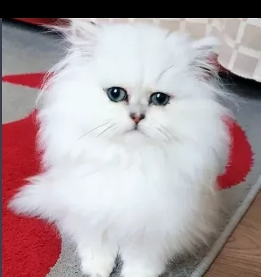 cuccioli persiano bianci