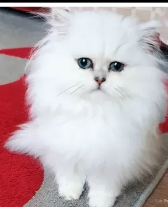 cuccioli persiano bianci | Foto 1