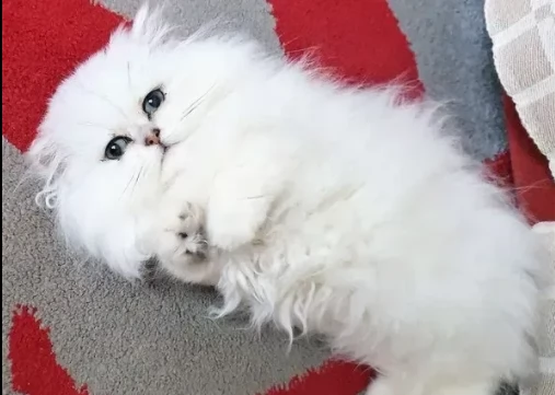 cuccioli persiano bianci | Foto 0