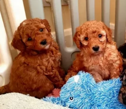 due cuccioli barboncino toy rosso | Foto 0
