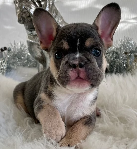 disponibili bouledogue francese