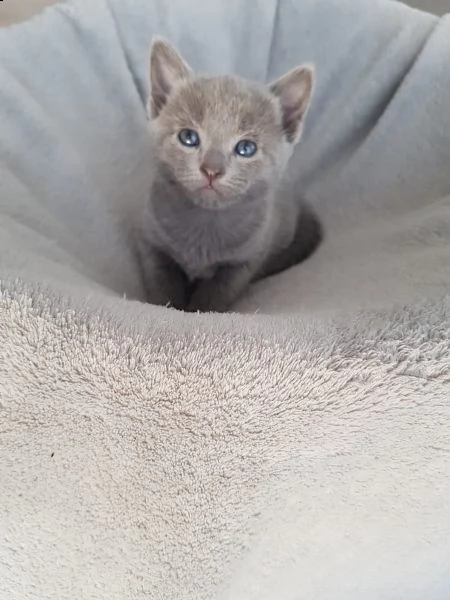 cucciolo blu di russia pedigree anfi