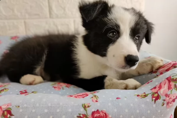 meravigliosi cuccioli di border collie | Foto 0