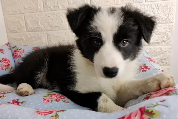 meravigliosi cuccioli di border collie