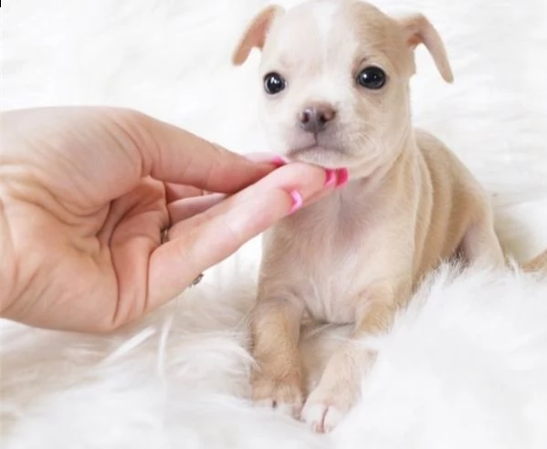  regalo   chihuahua cuccioli meravigliosi ! 
