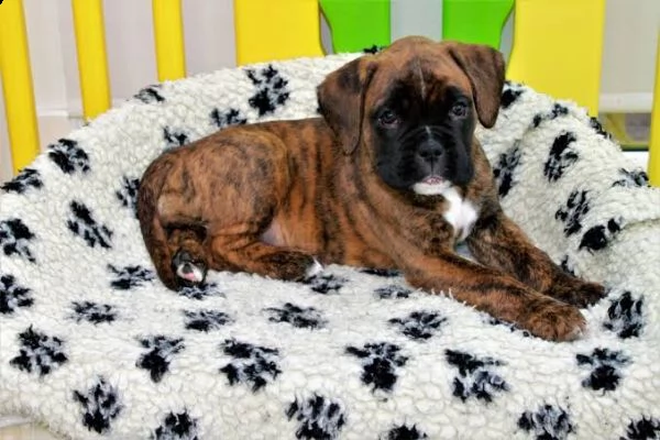  regalo boxer | Foto 0