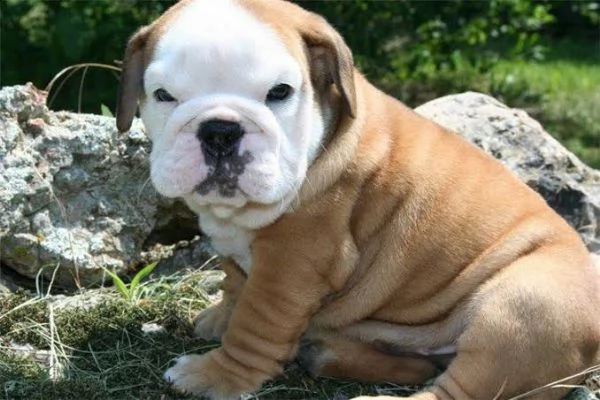  regalo   bulldog inglese