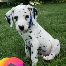  regalo dalmata | Foto 0