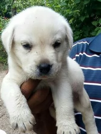  regalo cuccioli di labrador