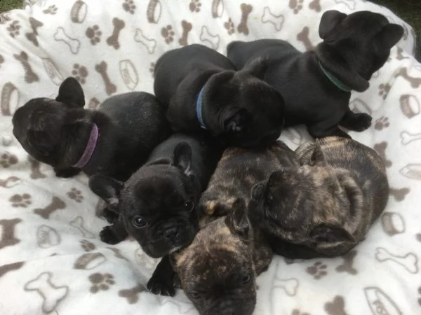 regalo cuccioli di cane a bulldog francese