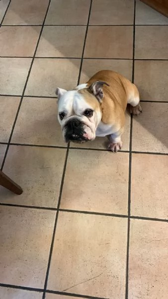 regalo bouledogue inglese | Foto 0