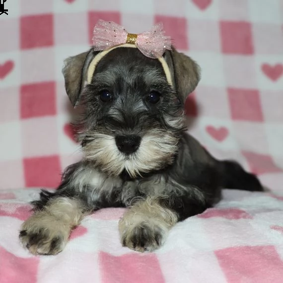 schnauzer miniatura cuccioli introvabili cuccioli di schnauzer miniatura intelligenti e dolcissimi a