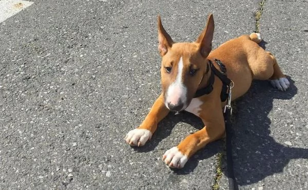 pitbull cuccioli introvabili cuccioli di pitbull intelligenti e dolcissimi attaccati al padrone cucc