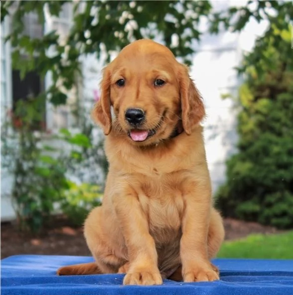  regalo adorabili cuccioli  golden retriever femminucce e maschietti