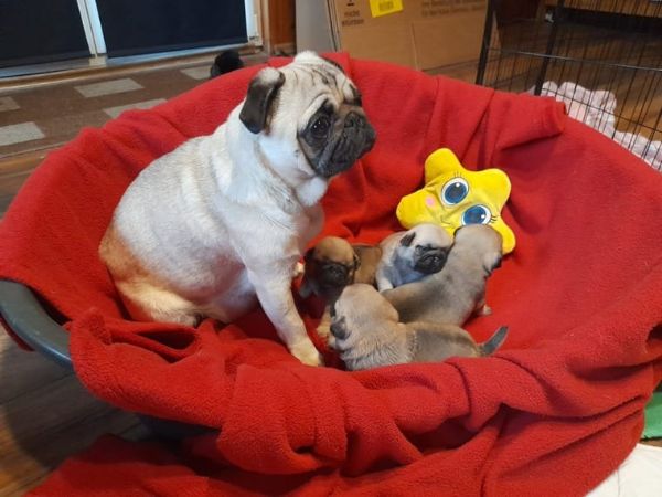 cuccioli di carlino carlino | Foto 0