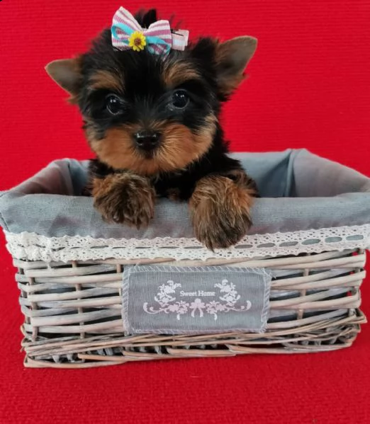   regalo yorkshire | Foto 0