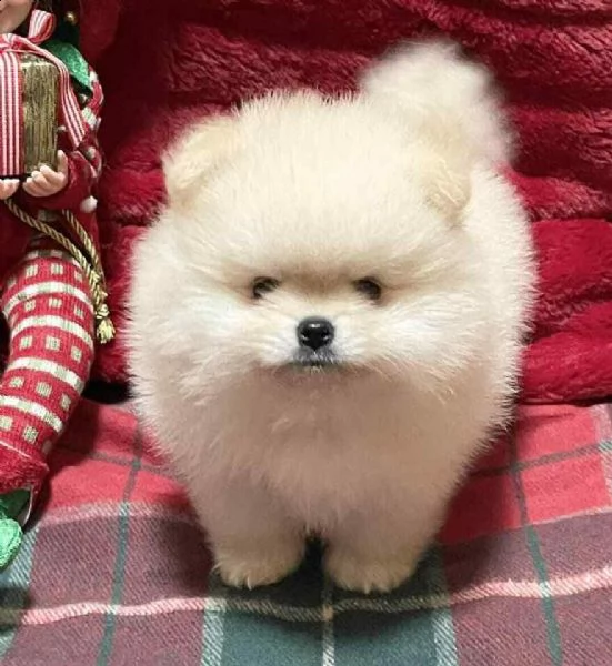 cuccioli di pomerania spitz mini toy di giorni 70