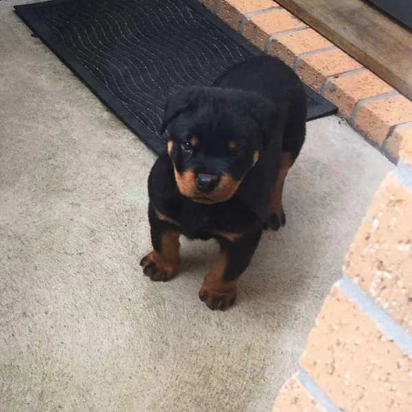 regalo rottweiler cuccioli (maschio e femmina) bellissimo cuccioli di rottweiler (maschio e femmina