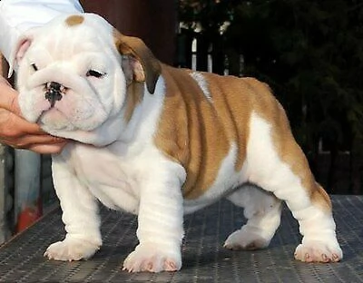 sono disponibili gentili cucciolini di bulldog inglese