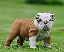 abbiamo a disposizione dei delicati cucciolotti di bulldog inglese