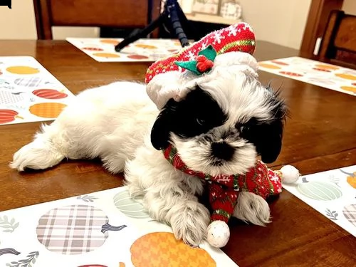 disponibili cuccioli di razza shi-tzu