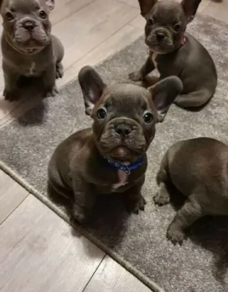 splendidi cuccioli di bulldog francese toy 