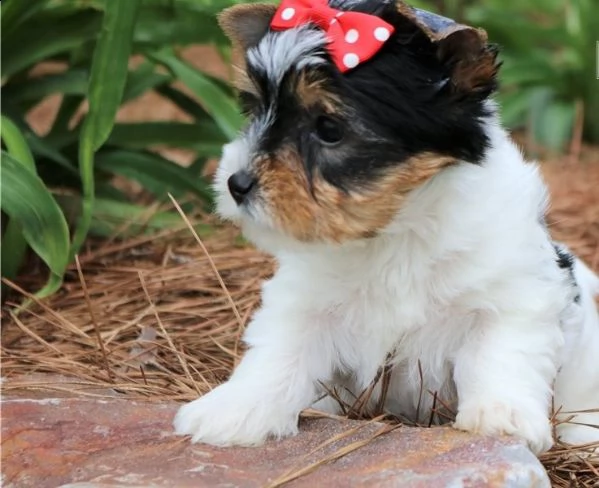  regalo yorkshire cuccioli