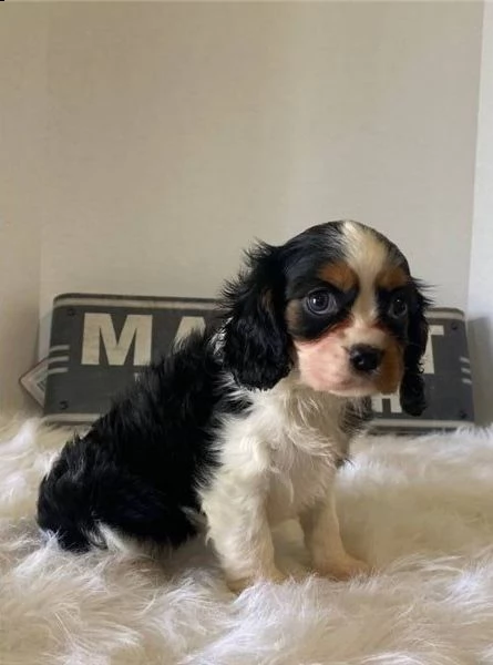  regalo cavalier king cuccioli meravigliosi ! | Foto 0