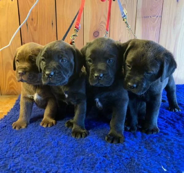  regalo adorabili cuccioli  labrador retriever femminucce e maschietti