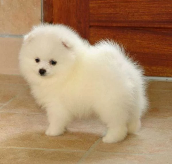 disponibili adorabili cuccioli di due mesi e mezzo di pomerania toy