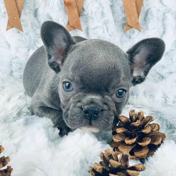cuccioli di bulldog francese esotic di giorni 75