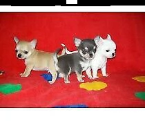 cucciolo di pincher chiwawa toy amorevolissimo