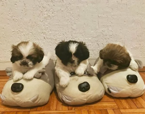 cuccioli di shitzu mini di giorni 75 maschi e femmine