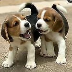 cuccioli di beagle elisabeth di giorni 75